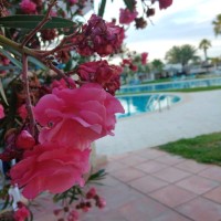 BonGest Employee Amira Bz's profile photo