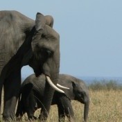 Christine Dyer Email & Phone Number