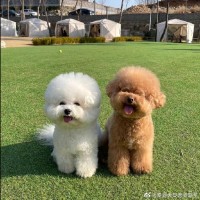 Guangzhou CanSemi Technology Inc. Employee 元 龚's profile photo