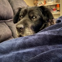 CHAG ANESTHESIA, P.C Employee Dave Vargo's profile photo