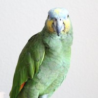 Danny Thakur Email & Phone Number
