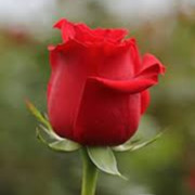 NetGaming Employee Archana Morampudi's profile photo