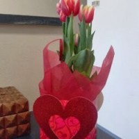 Lourdes Zuniga Email