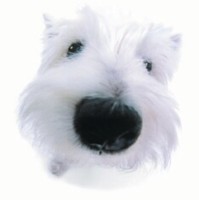 ARC Creative Employee Sandra Dow's profile photo
