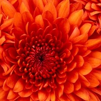 Sameena Ansari Email