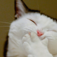 Chapel Hill ISD Employee Lisa Krumm's profile photo