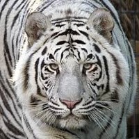 ICAR S.p.A. Employee D K Pareta's profile photo