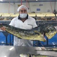 Certi-Fresh Foods; Terra-Sea Foods; Great American Imports; Southwind Foods. Employee Pete Palma's profile photo