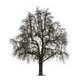 D. Tree