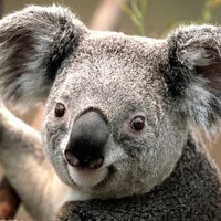 Anonymous A's profile photo