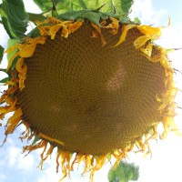 Common Wealth Development Employee Conner Wild's profile photo