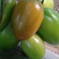SEP Employee Juan Rios's profile photo
