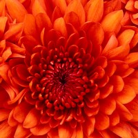 Zainab Bashir Email & Phone Number