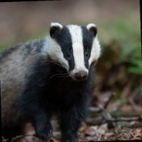 Blue Badger Wholesale Ltd Employee Richard Badger's profile photo