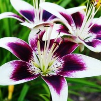 Johnson Controls Employee Carmon Smith's profile photo