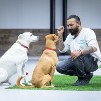 Dogwalk Employee Heshan Randika's profile photo