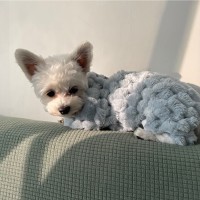 BOBO Machine Co.,Ltd. Employee Jerry Xu's profile photo