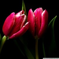 Dheeraj Singh Email
