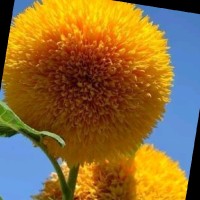 Puffin Employee Tasleem Akhter's profile photo