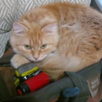 The Dingley Press Employee Mark Cherilla's profile photo