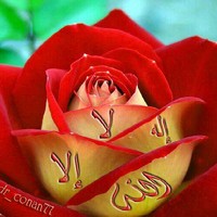 Mohamed Elnashar Email