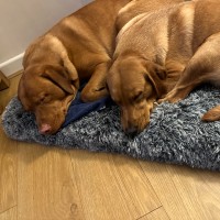 Heler Foods Employee Gregory Finnegan's profile photo