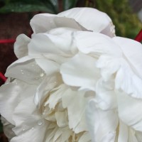 TSUGAWA NURSERY Employee Susan Normington's profile photo