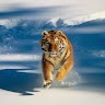 Lakhan Panwar Email