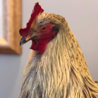 Orben Mascot Email