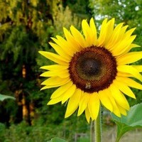 Community Partnership of Southern Arizona (CPSA) Employee Laura Bennett's profile photo