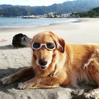 Hamee Corp. Employee Atsushi Matsuo's profile photo