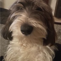Pets Choice Ltd Employee Adam Thomas's profile photo