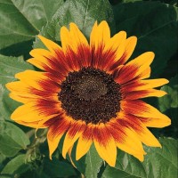 San Francisco Pretrial Diversion Project Employee Sylvie Pagan's profile photo