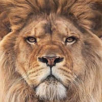 PRIONTEX Employee Nico Strydom's profile photo
