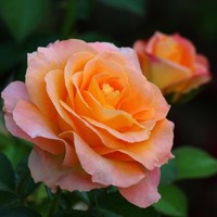 Krista Photography Employee Krista Skarin's profile photo