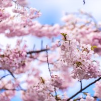 Certified Languages International Employee Dalia Elsoudani's profile photo