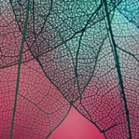 Techwagger Solutions Pvt.Ltd. Employee Savita Agarwal's profile photo