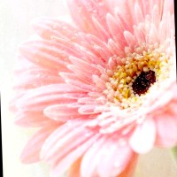 Lisa Ridgway Email & Phone Number