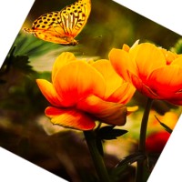 EEC Inc. Employee Elham Aldossary's profile photo