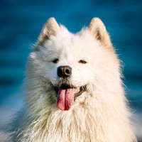 Claap Employee Leika the Polar Bear's profile photo