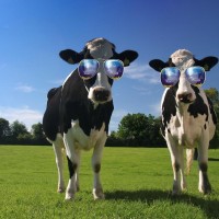 Dairy Farmers of America Employee Amy Randolph's profile photo