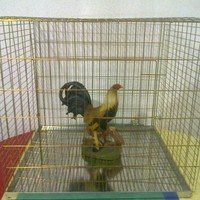 El Gallo Giro Employee Onesimo Bastida's profile photo