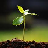 Sivaraman Sharma Email