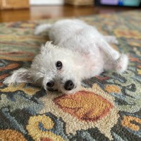 PFI Tech Employee Shannon Cree's profile photo