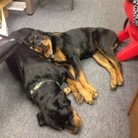 Comfort Dynamics, INC. Employee Danielle Demeo's profile photo