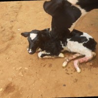 American Association of Veterinary Medical Colleges Employee Mangeni Mark's profile photo