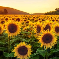 Agripartner Employee Simona Despin's profile photo