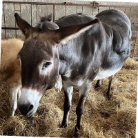 ASL Employee Attilio Cavallaro's profile photo