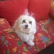 STC-QST Employee Lana Bryson's profile photo