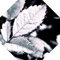 Michael Goins Email & Phone Number